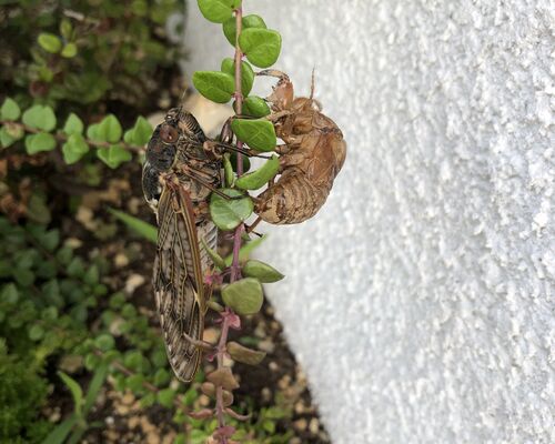 蝉と脱け殻
